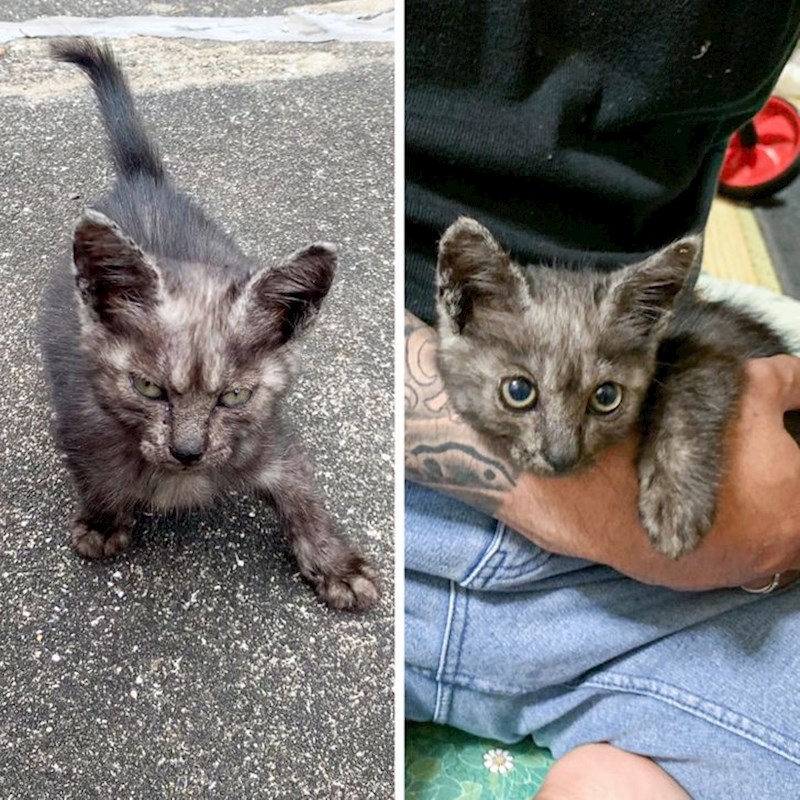 "Kako je izgledala kada smo ju pronašli i sada nakon udomljavanja"