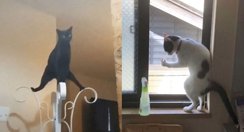 32 puta kada su se ljudi pitali: Što nije u redu s mojom mačkom?