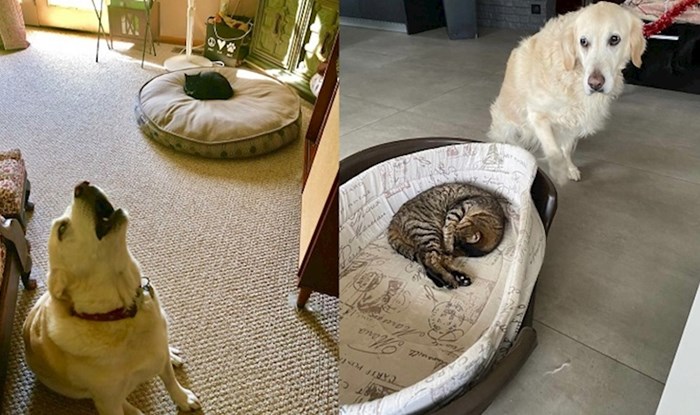 28 puta kada su zločeste mačke psima ukrale njihove krevete