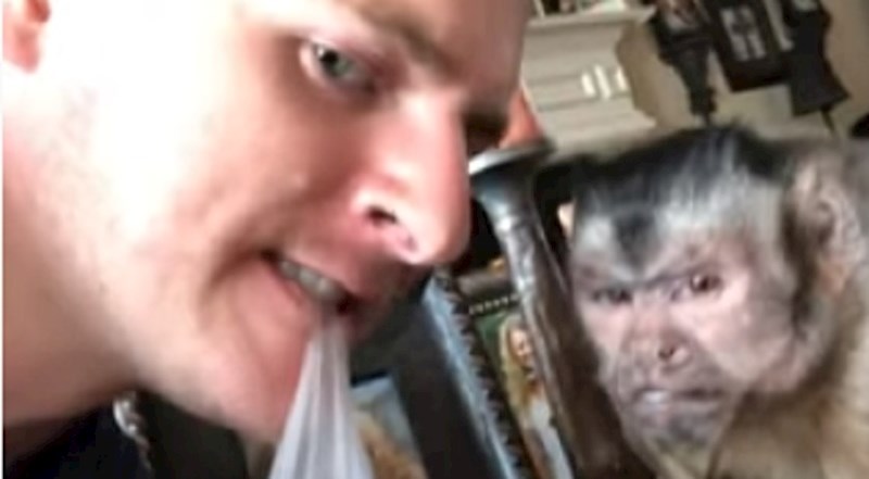 Ovom majmunu nije jasno što njegov vlasnik radi, ovo je urnebesno