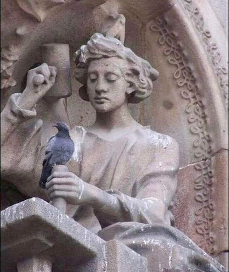 Golub je odlučio odmoriti, ni ne sluteći što mu se sprema :)