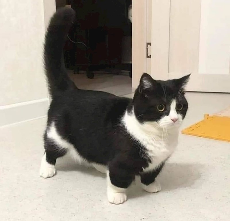 Neodoljive šapice :D