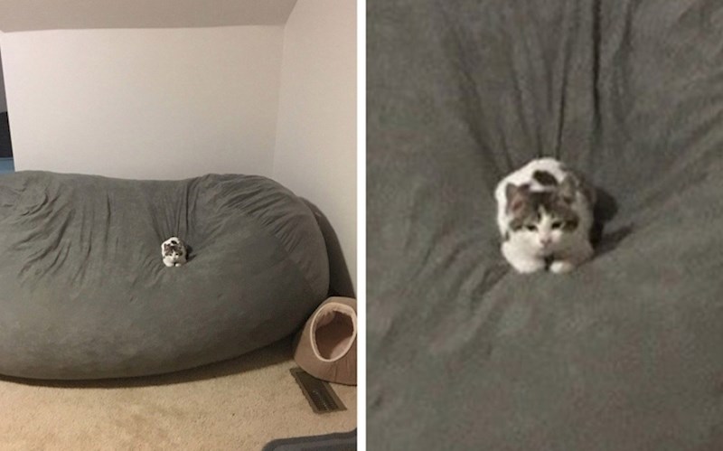 Ova mačka je nešto ljuta