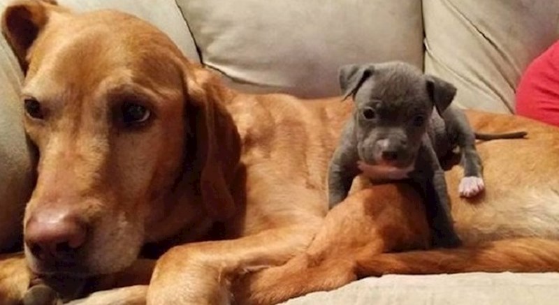 I životinje imaju osjećaje, a ove fotke to najbolje dokazuju