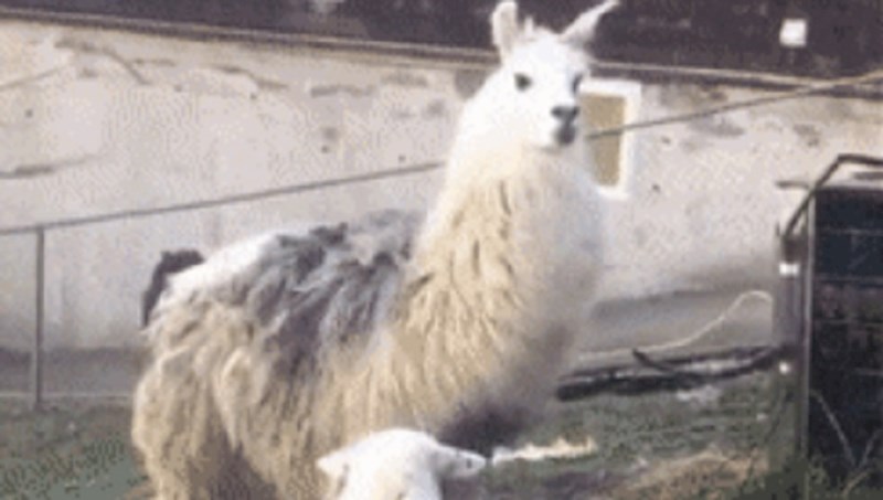 Lik je došao na farmu ljama, zbog onog što je ugledao skoro je zaplakao od smijeha