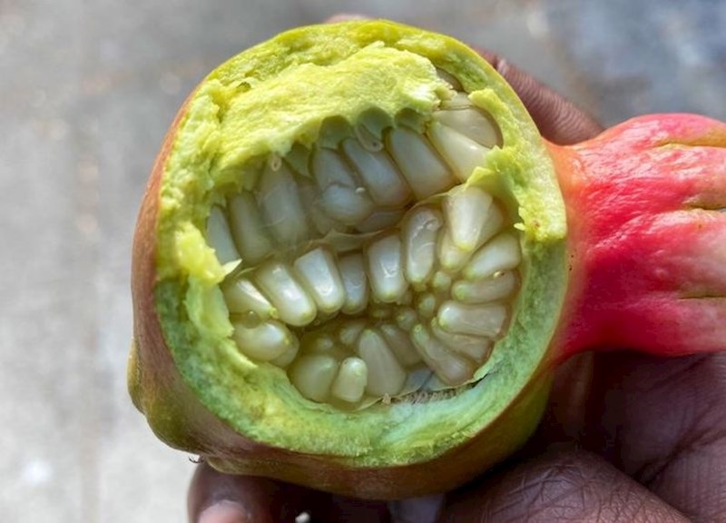 Nezreli šipak izgleda kao noćna mora