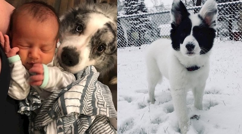 Ovi preslatki Border Collie psi potpuno će osvojiti vaše srce