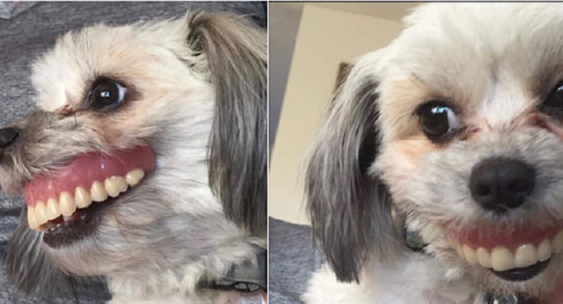 Pas je ukrao vlasniku zubnu protezu i rezultat je za umrijeti od smijeha