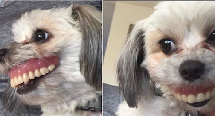 Pas je ukrao vlasniku zubnu protezu i rezultat je za umrijeti od smijeha