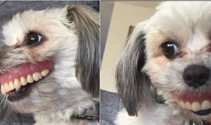Pas je ukrao vlasniku zubnu protezu i rezultat je za umrijeti od smijeha