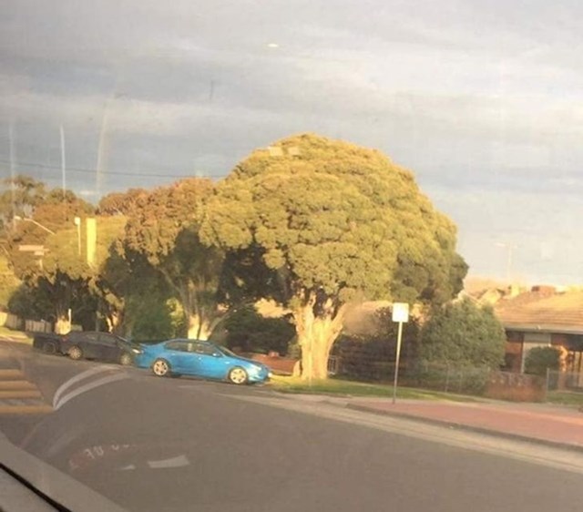 Drvo koje izgleda kao ogromna brokula
