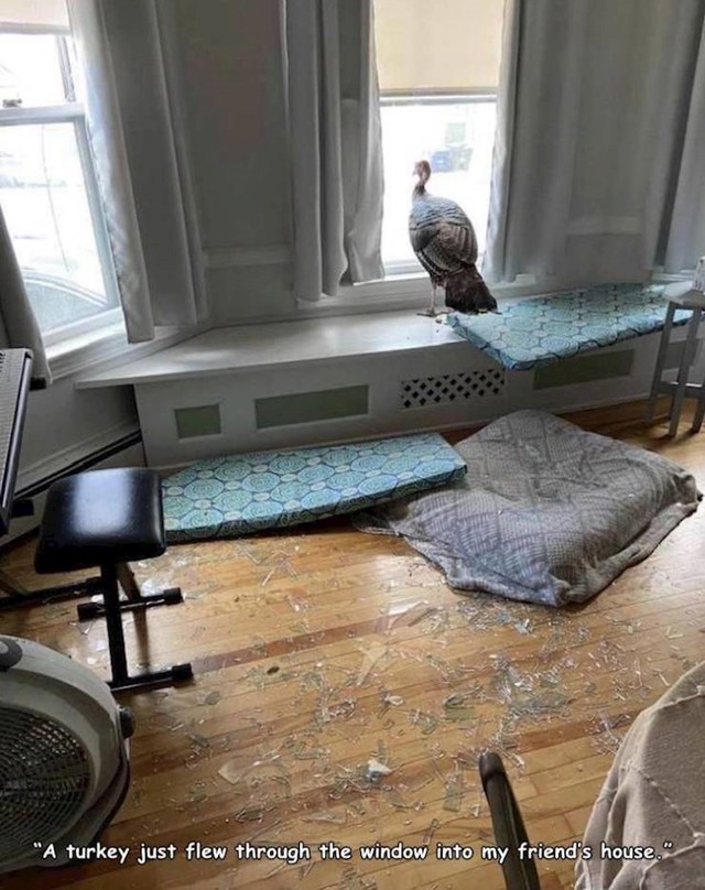 "Frendu je purica uletjela kroz prozor..."