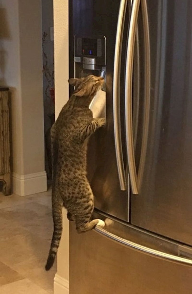 "Naučila je kako piti hladnu vodu iz hladnjaka"