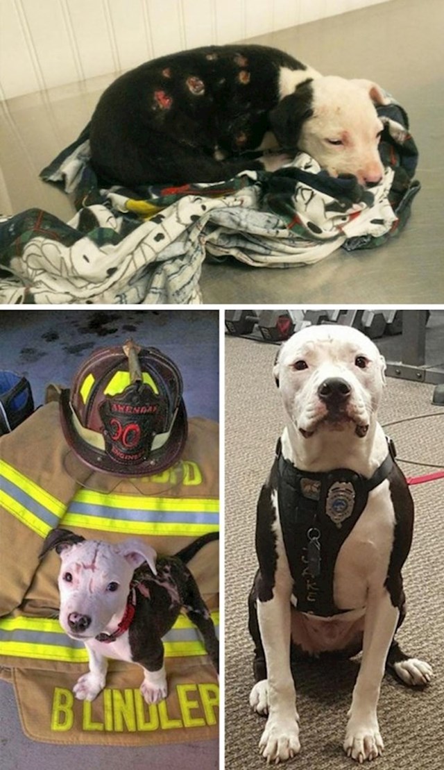 Pas spašen iz požara postao je vatrogasac