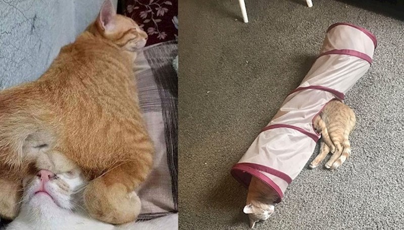 Ljudi objavljuju fotke svojih mačaka koje spavaju u najčudnijim položajima