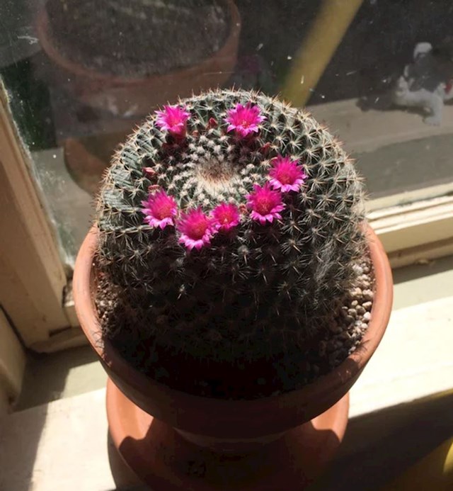 Sretni kaktus :)