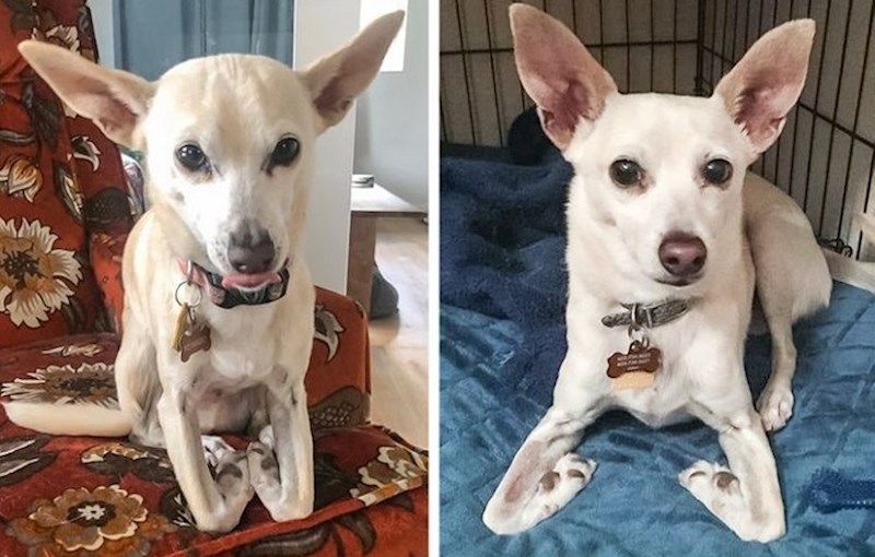 "Moj pas se pokvario". Ljudi na Redditu objavljuju urnebesne fotke svojih pasa