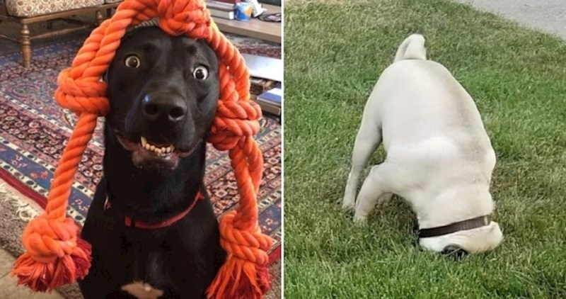 19 čupavaca koji se jednostavno ne znaju ponašati kao normalni ljubimci