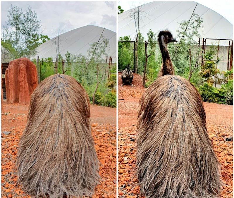 Nije dlakavi kamen, nego emu :D