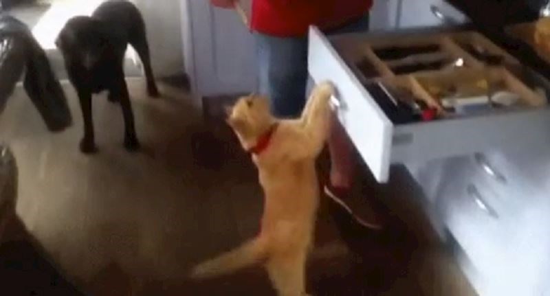 Ovu mačku treba vratiti na tvorničke postavke