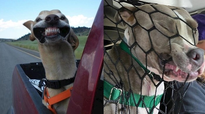 Ljudi su objavili kako njihovi psi izgledaju dok se voze u autu, fotke su urnebesne