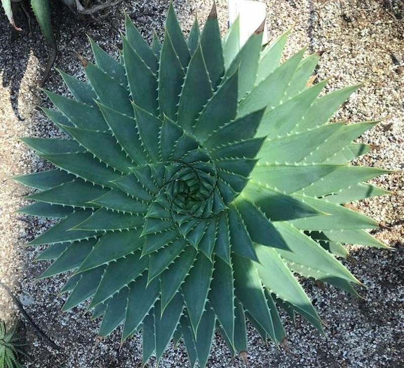 Biljka aloe vera