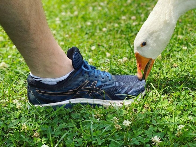 "Moja guska obožava ljudima gristi cipele"