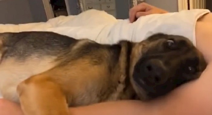 Vlasnici su snimili svog psa koji nikako nije htio napustiti krevet