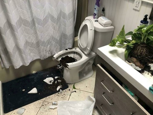"Žena je kupila biljku i stavila je u WC. Pola sata kasnije čuli smo udarac"