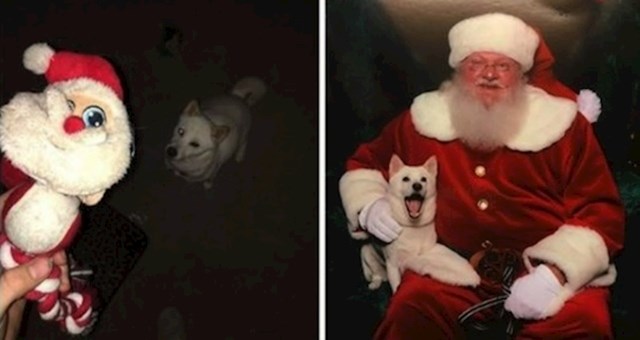 Ovaj pas jako voli svoju igračku djeda Božićnjaka, možete zamisliti njegovo oduševljenje kada je vidio "pravog"