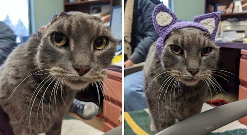 Ova slatka maca bez ušiju napokon je udomljena