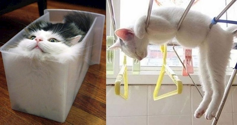 15 mačaka kojima je svaka površina udobna poput najmekšeg oblaka