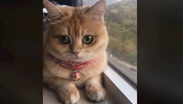 VIDEO Ova mačka zbog ogromnih očiju osvojila je cijeli internet