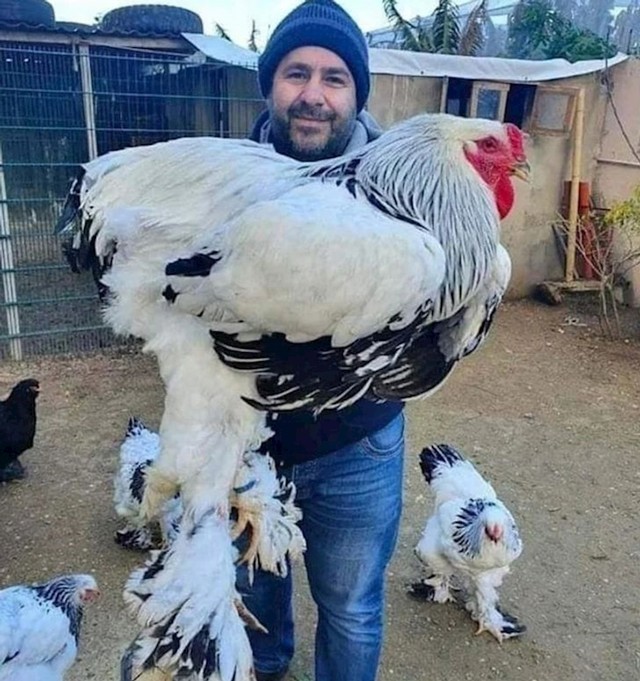 Brahma kokoš