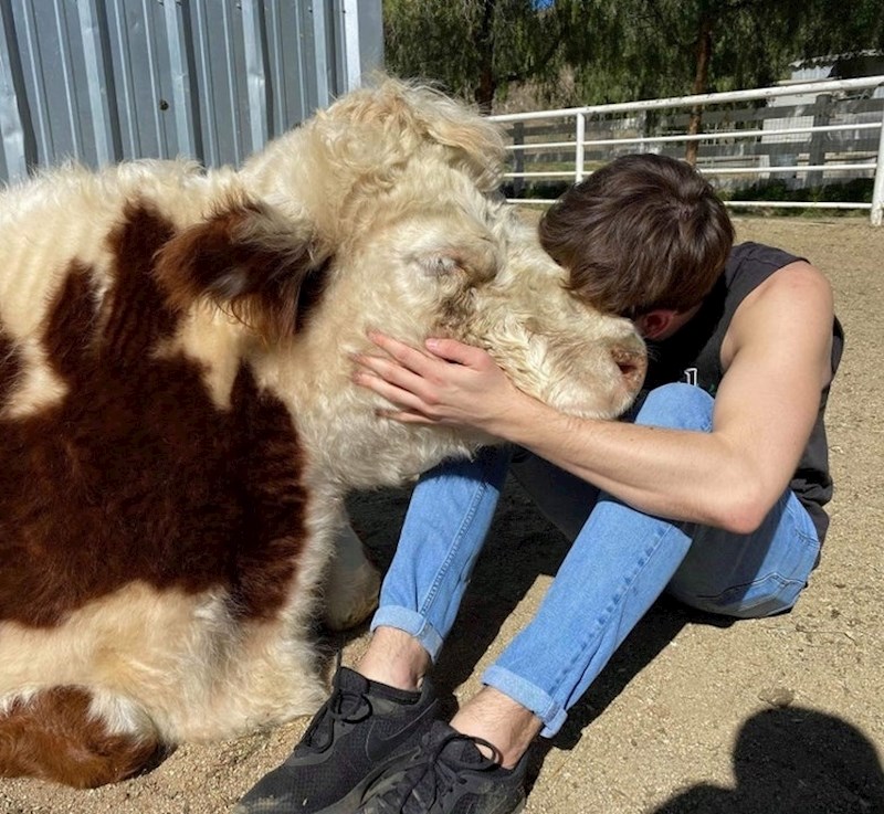 "Ovo je Aretha, udomljena krava. Ovako voli spavati"