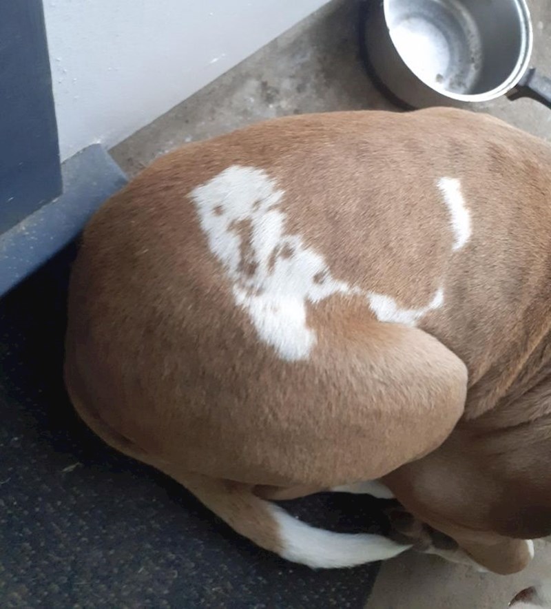 Pas s uzorkom psa :D