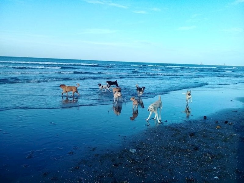 Objasnio je da ih daje na posvajanje, ali ne bilo kome, jer nakon što postanu njegovi suputnici, jako se veže za njih