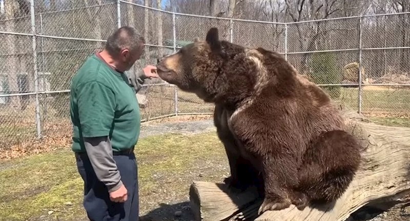 Ovaj video čovjeka kako mazi medvjeda prilično je strašan, biste li se vi usudili?