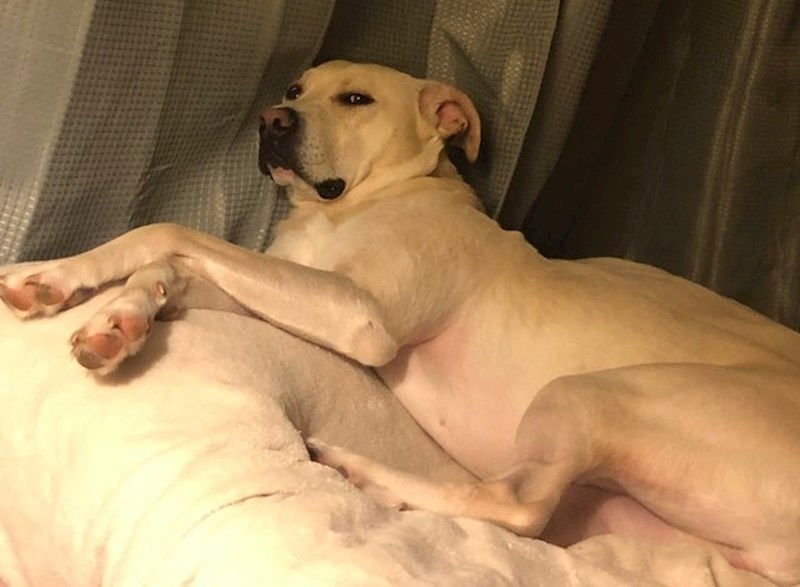 "Ovako moj pas reagira na moje plakanje, blago meni s njim"