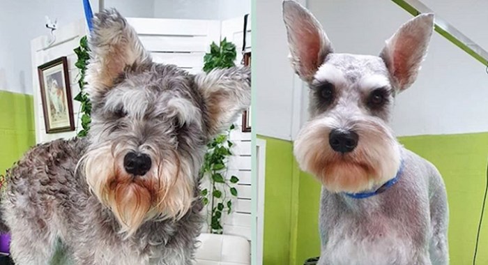 16 čupavaca koje je posjet salonu za šišanje pretvorio u sasvim druge pse