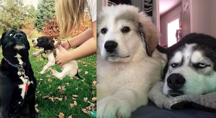 Psi čiji su savršeni životi uništeni nakon što su njihovi vlasnici udomili još jednog psa