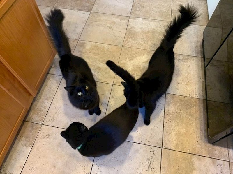 "Otvorila sam konzervu tune..."