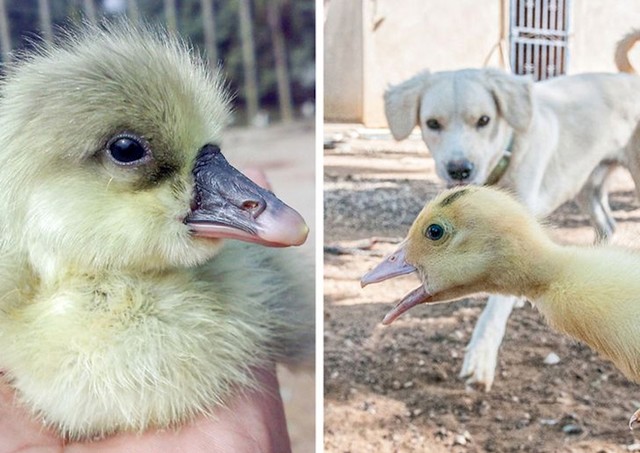 Patkice koje su tek došle na svijet, preuzmu ponašanje prve životinje koju vide