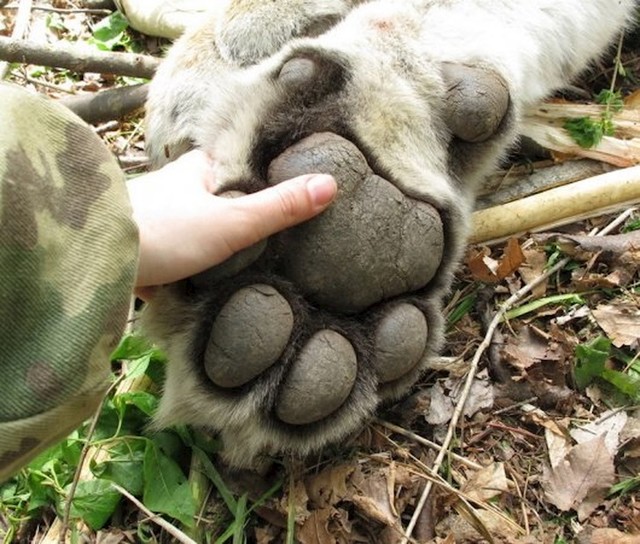 Šapa Sibirskog tigra