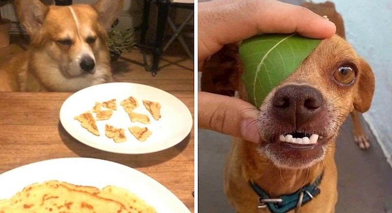 16 ljubimaca koji su za vlasnike dobili totalne šašavce