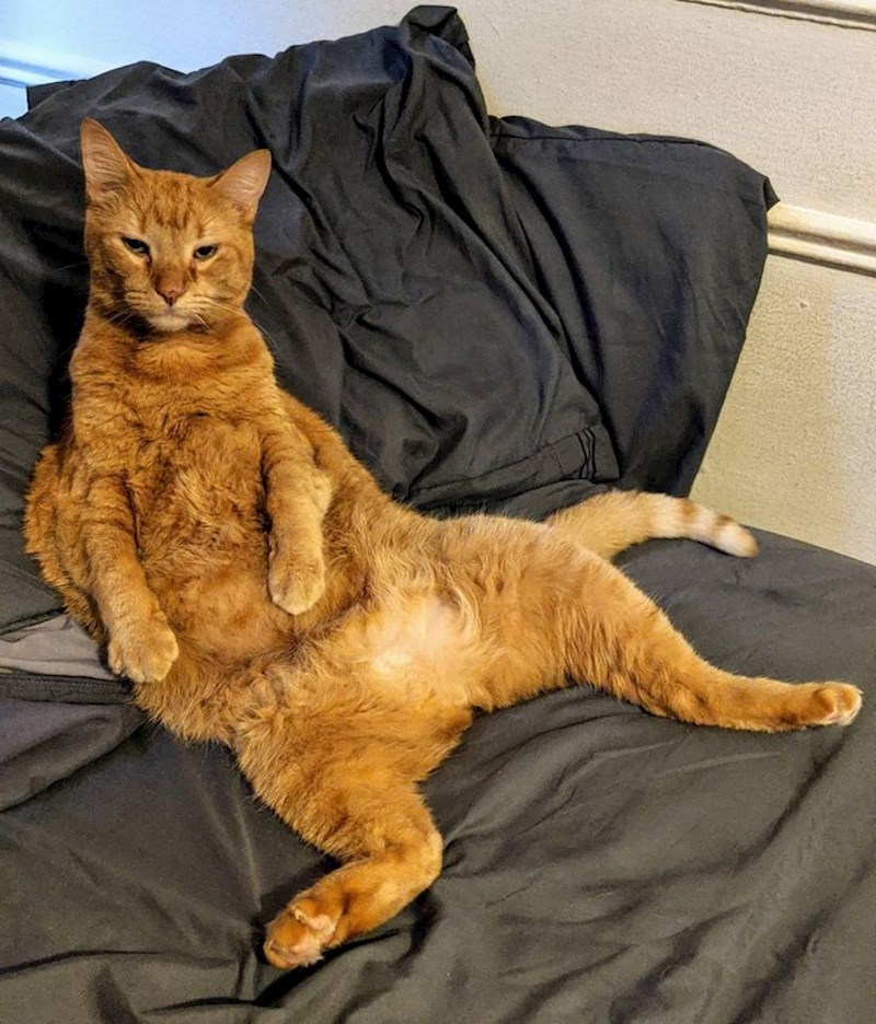 "Svako jutro me ovako promatra dok se spremam za posao..."