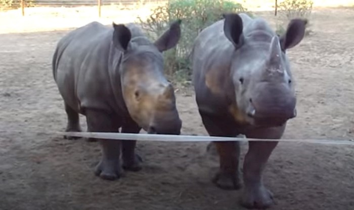 VIDEO Ovi ljudi bili su prilično iznenađeni kada su čuli kako se nosorozi glasaju