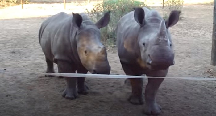 VIDEO Ovi ljudi bili su prilično iznenađeni kada su čuli kako se nosorozi glasaju