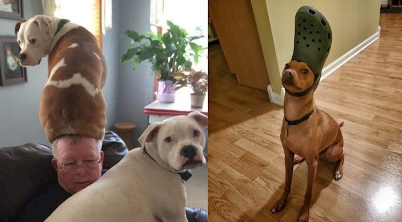 13 fotki luckastih pasa koji mogu nasmijati i najveće mrgude