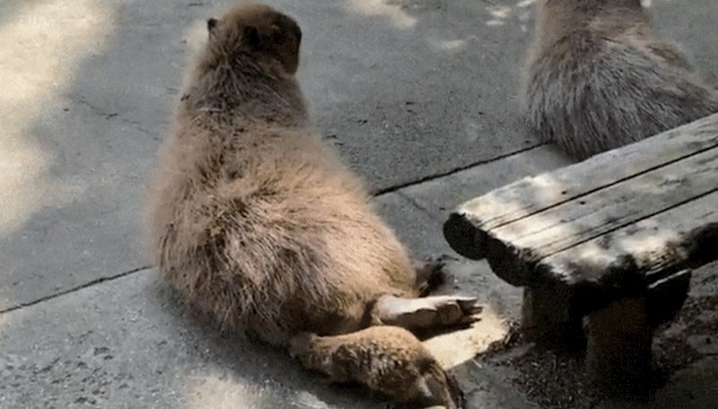 Pogledajte ovog nestašnog majmuna koji terorizira sve oko sebe